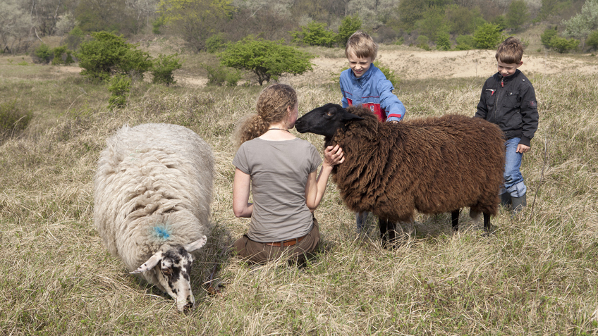 Fotografie: Elmer van der Marel - Schoonebeeker schapen Dropje en Spike, Daphne en twee kinderen