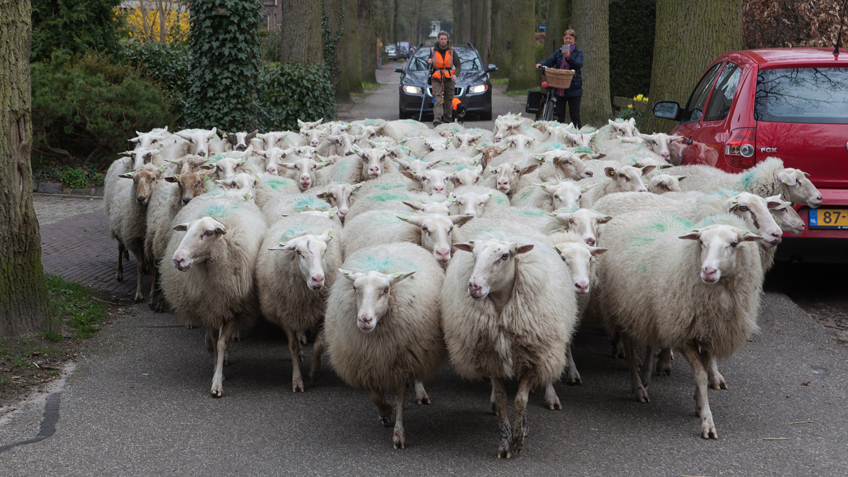 Schaapherder, herderin Daphne van Zomeren - Diensten verplaatsing schaapskudde. Foto: Marc Baars